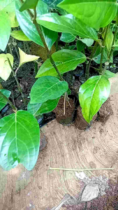 21 Bibit Melada Bahan Sedling Bawah Tanaman Lada tinggi 40-60cm