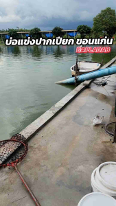 หัวเชื้อตกปลา หัวเชื้อตกปลาสวาย เข้มข้นหอมๆ 1 ขวด 100 ml.