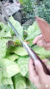 Pisau Seset Terbaru Sayat Kulit Sapi & Daging: Alat Dapur Terbaik & Super Tajam