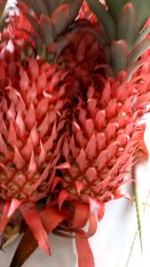 Jual nanas merah muda nanas merah hutan per 1 buah