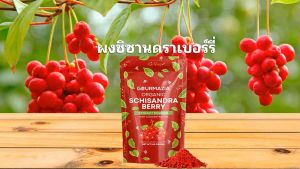 Gourmazia ผงสารสกัดเชิ้ตน้ำตาลออร์แกนิค สกัดเข้มข้น Schisandra 100g - สุขภาพสมอง/ดีท็อกซ์/สารสกัดสมุนไพรธรรมชาติ