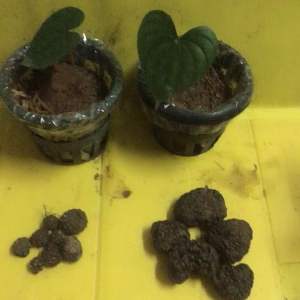 ว่านหนังเหนียว ว่านพระฉิม ว่านมหาอุด(มวลสารว่านมงคล108)