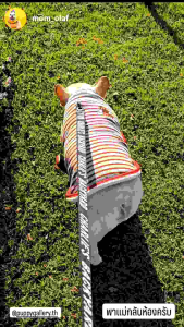 เสื้อคลุมกันหนาว สำหรับสัตว์เลี้ยง สวมใส่ง่าย รุ่น JamJam Stripe wrap ใหม่ล่าสุดจาก Puppy Gallery มี 3 สี