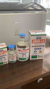 Sakan AMOX LA 100ml20ml viêm phổi viêm tử cung trên gia súc