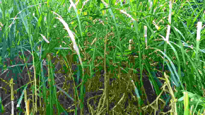 Bibit Rumput BIOVITAS BB BIOGEN 1 kg Protein Tinggi