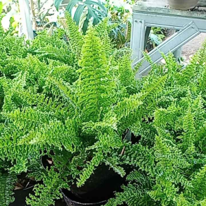 BISA COD Tanaman Hias Pakis Boston - Tanaman Gantung - Bunga Hidup