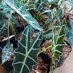 Keladi Amazon: Koleksi Tanaman Caladium Tengkorak