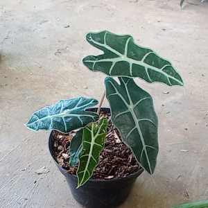 Tanaman Hias Keladi Amazon & Calladium Tengkorak: Bunga Hias Hidup