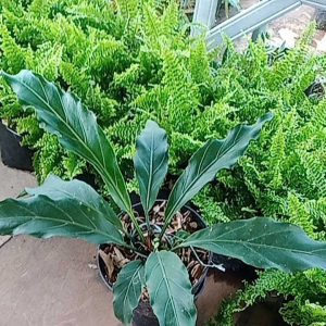 Tanaman Hias Anturium Gelombang Cinta - Bunga Hias Anthurium -