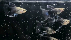 🔥HOT@RARE🔥 Butterfly HB Blue Tuxedo Ribbon LONG&THICK Dorsal Fin 🇨🇳 Guppy Fish (PREMIUM TOP GRADE) (STRAIN BARU)