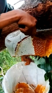 Madu Sarang Original 250gram: Manfaat & Keunggulan