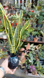 Sansevieria trifasciata laurentii live plant with roots