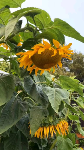 (KEMASAN PREMIUM) BIJI/BENIH BUNGA SUN FLOWER RAKSASA MAMMOTH (isi -+30 butir)