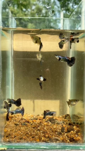 GUPPY (Dark Dragon) Satu Pasang