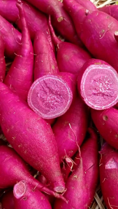 Bibit Ubi Ungu Per 10 Batang