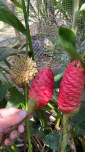 Củ Gừng gió rừng( dùng hoặc trồng)