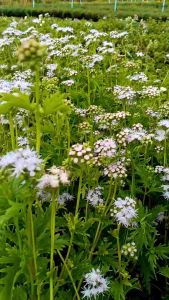 เก๊กฟลาวเวอร์ กระถาง 8 นิ้ว ต้นสวยและแข็งแรง (กทม)