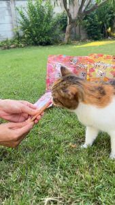 KittyLicks ครีมแมวเลีย สูตรใหม่ เสริมภูมิคุ้มกัน ดูแลข้อต่อ ผิวหนังและขน