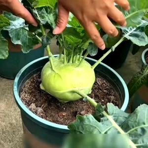 (KEMASAN PREMIUM) BIJI/BENIH SAYURAN KOHLRABI/LOBAK JERMAN