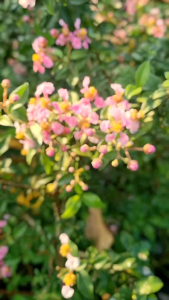 Bunga Sakura Mikro / Sakura Jepang / Bahan Bonsai / Tanaman Hias Outdoor Cantik