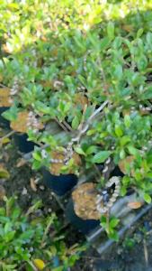 Beringin Kimeng / Bahan Bonsai Sudah Kawatan