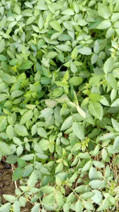 Paket Hemat 50 Batang Benih Tomat Sayur Siap Tanam