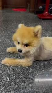 ปอมขนช็อต ขนช็อต หมา แมว ขนร่วง ขนบาง อฮแร่การแก้ไขผิวดำ แบล็คสกิน Black Skin โกนขน เพียงใช้เซรั่มปอมมี่ POME รีวิวจริง ขนยาวเหมือนเดิม