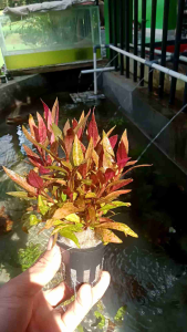 Alternanthera Reineckii Pink Aquascape 10 Batang