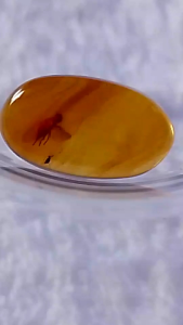 รอบที่-6 ก-7 อำพันพม่าแบบมีแมลงสวยงาม อำพันแท้ 100%