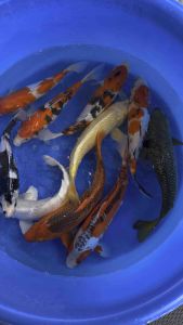 Japan koi import 36-40cm from Marusei & Marudo Farm