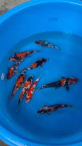Japan Isa Showa 30cm++ ( koi show level )