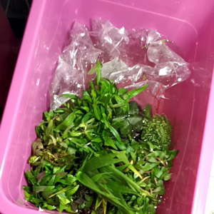 cây thủy sinh giá rẻ cắt cắm dể chắm sóc không cần nhiều ánh nắng và oximột loại 10 cây lựa đầy đủ cho bạn k