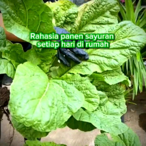 Pupuk Organik Cair Tanaman Daun dan Sayur 500mL POC Kompos Pupuk Organik Pupuk Sayur Pupuk Daun Pupuk Cair Pelebat