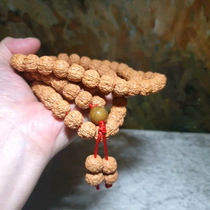 Rare XL 13mm "ginger yellow" 5 Mukhi (Faces) "Double-Dragon Panlong" small species Rudraksha 108 mala beads/necklace/handheld 罕见大尺寸13毫米姜黄皮五瓣双龙盘龙小金刚菩提超大108念珠/项链/手持