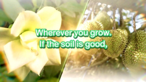 100% organic TRANSFORM SOIL/Tranform Tanah/ Soil-Improving Product Rich Organic Solution Helps Rehabilitate the Soil