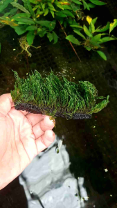 Media Lempeng Pakis Tanaman Aquascape