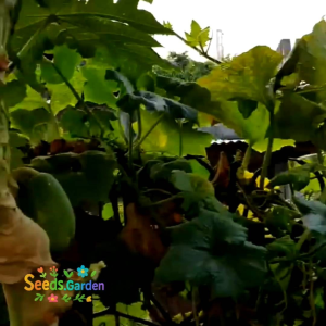 25 BUTIR BIJI/BENIH TANAMAN BUAH KUNDUR/BELIGO