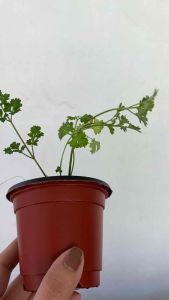 Parsley Herb with FREE LOCAL OREGANO CUTTING