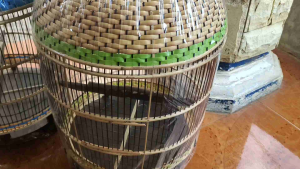 SANGKAR BURUNG TERMURAH MODEL RAJUT KANDANG PERKUTUT BARONG SUPER SINTETIS