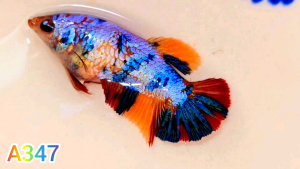 ปลากัดนีโม่กาแลคซี่มัตติ🌈ได้ตัวตรงตามรูป😍นีโม่กาแลคซี่มัตติคันเลอร์ พร้อมผสมพันธุ์❤️ Bettafish❤️ปลากัดสวยงาม ปลากัดไทย ปลากัดอาชีพ ปลากัดนีโม่กาแลคซี่มัตติคันเลอร์🌟ปลากัดเลี้ยงโชว์ สวยๆ ได้เมียตามรูป