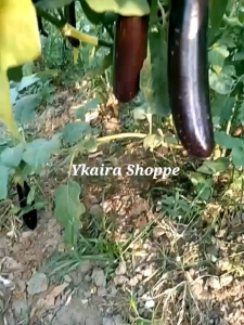 100 Purple Eggplant Seeds: Planting & Growing Guide