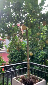 Cây chanh vàng mỹ như hình  cây đẹp giống chuẩn (cam kết cây sống)