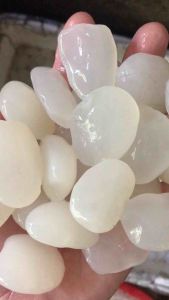 1kg Hạt Đác Tươi Sạch Nha Trang Loại Vip