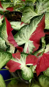 ปุ๋ยเนปจูน17-3-3 สูตรต้น-ใบ