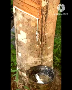 ปุ๋ยเนปจูน10-4-10 สูตรต้น-ใบ-ผล