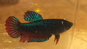 แม่พันธุ์หม้อไทยมาเลสวยงาม