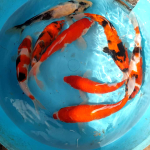 koi fish size 21-25cm  mix