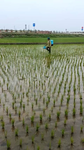 Máy xạ lúa bón phân đa năng máy rải phân