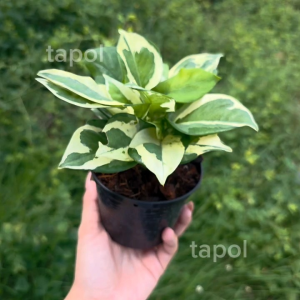 พลูงาช้าง กระถาง 4 นิ้ว ไม้ฟอกอากาศ ฟอร์มสวย เลี้ยงน้ำได้ ชอบแดดรำไร