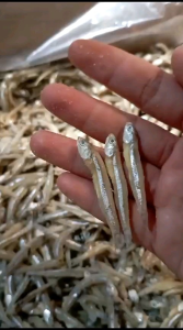 Ikan asin pesisir TERI CEMEK / bukan jengki / kecil halus termurah paling laris